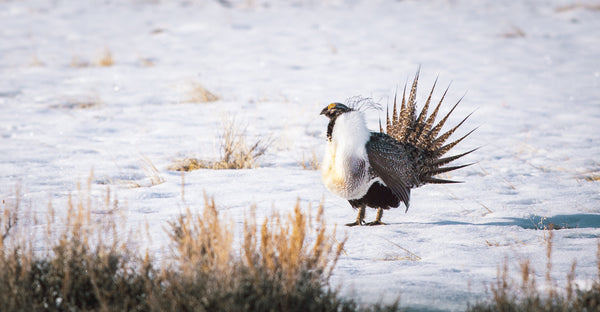 Greater Sage-grouse Lek Viewing in Southwest Wyoming
