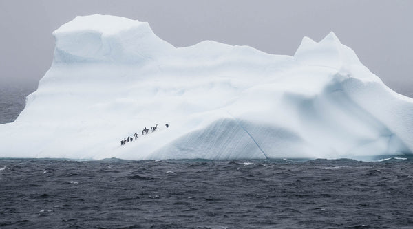 Journey to Antarctica: The Land of No Bears