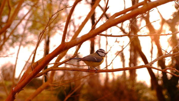 Birdwatching - Best Binoculars for Birding: Our Expert Guide for 2025